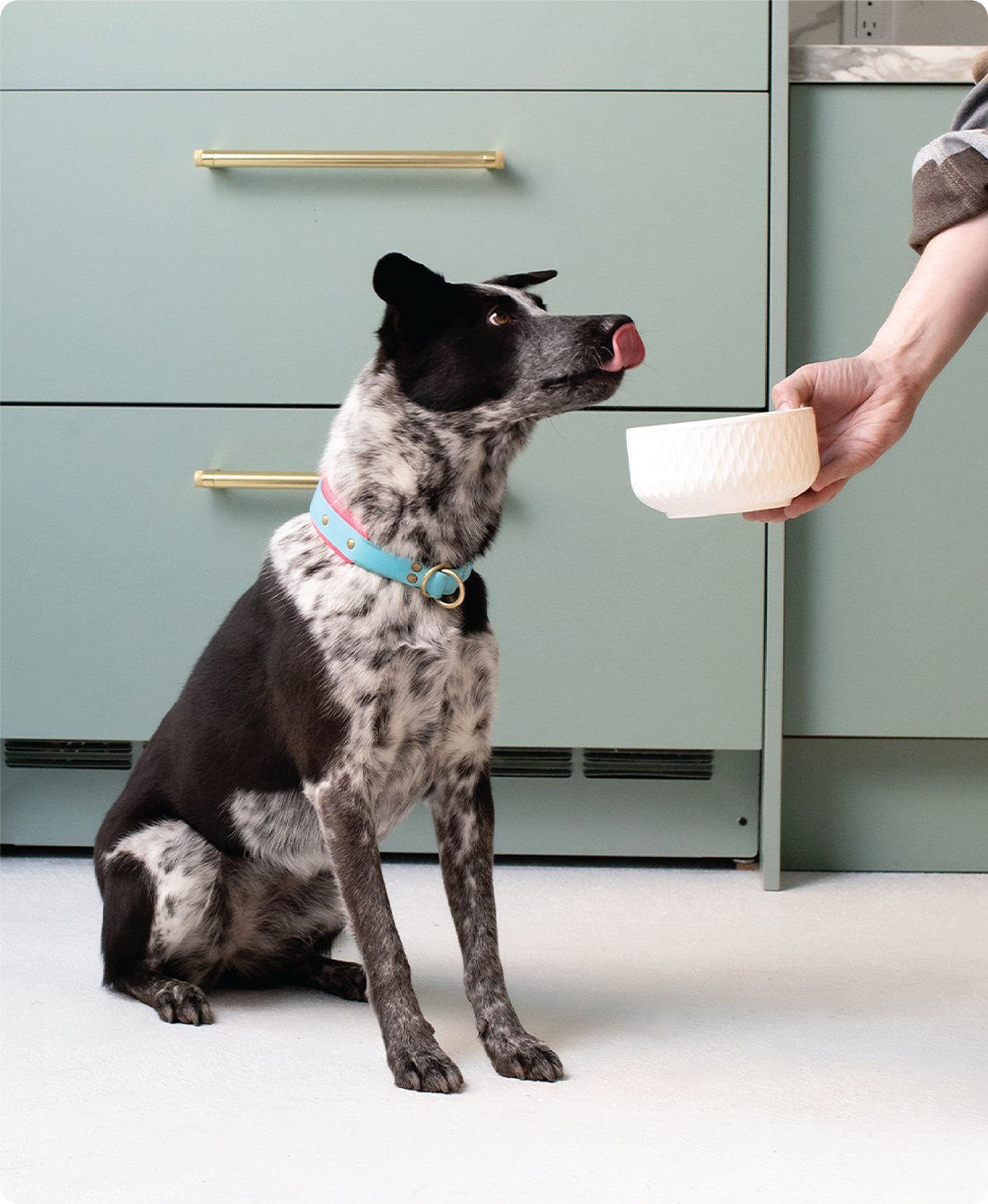Chicken & Salmon Pat Recipe for Dogs - Open Farm