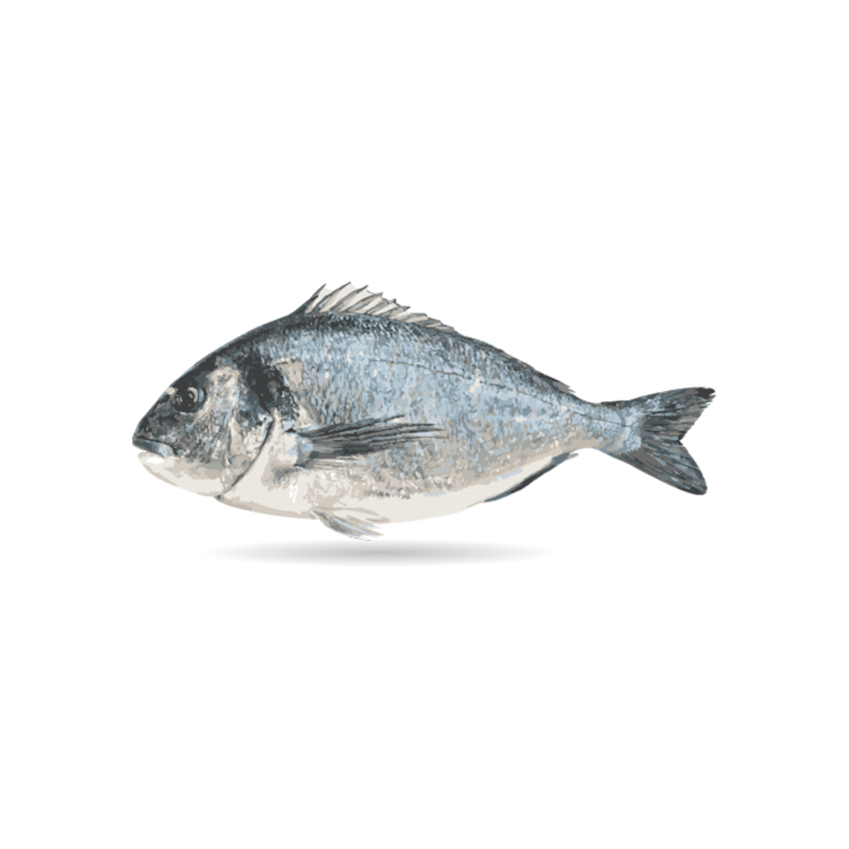 Nutrish- Grain Free Ocean Fish & Chicken Catch-iatore Cat Food