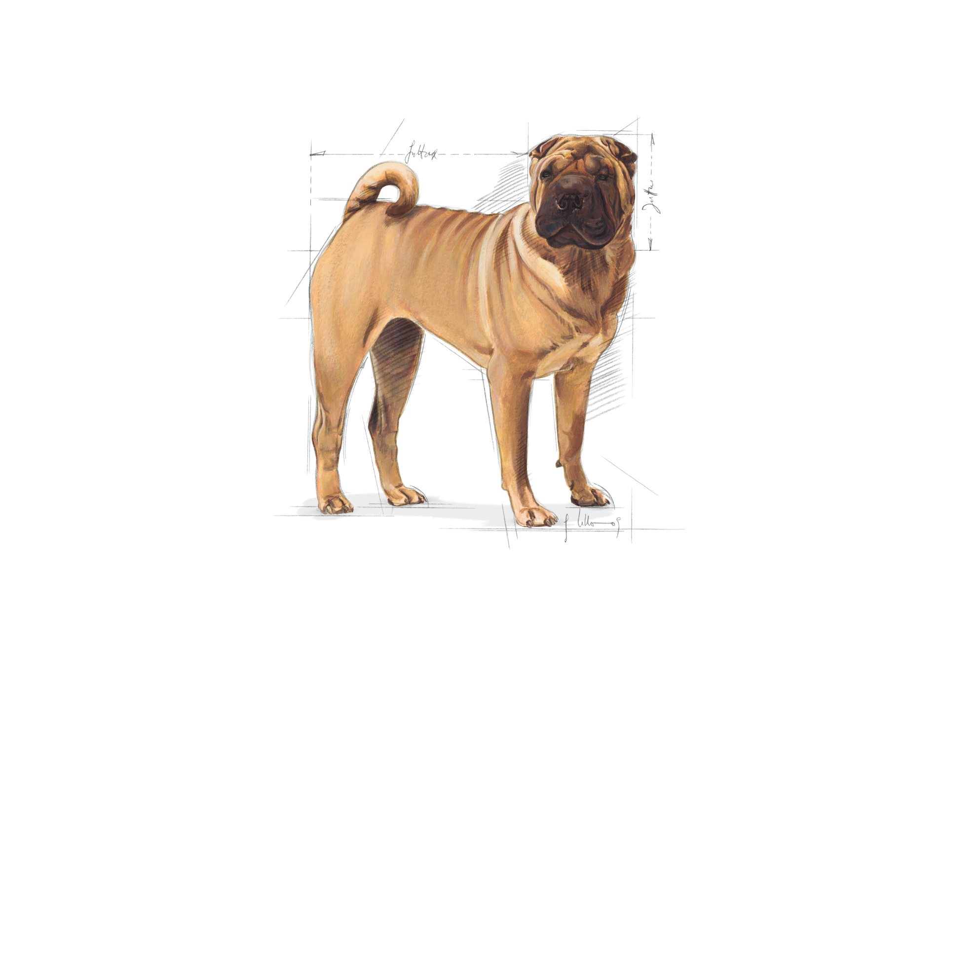 Medium Sensitive Skin Care Dry Dog Food