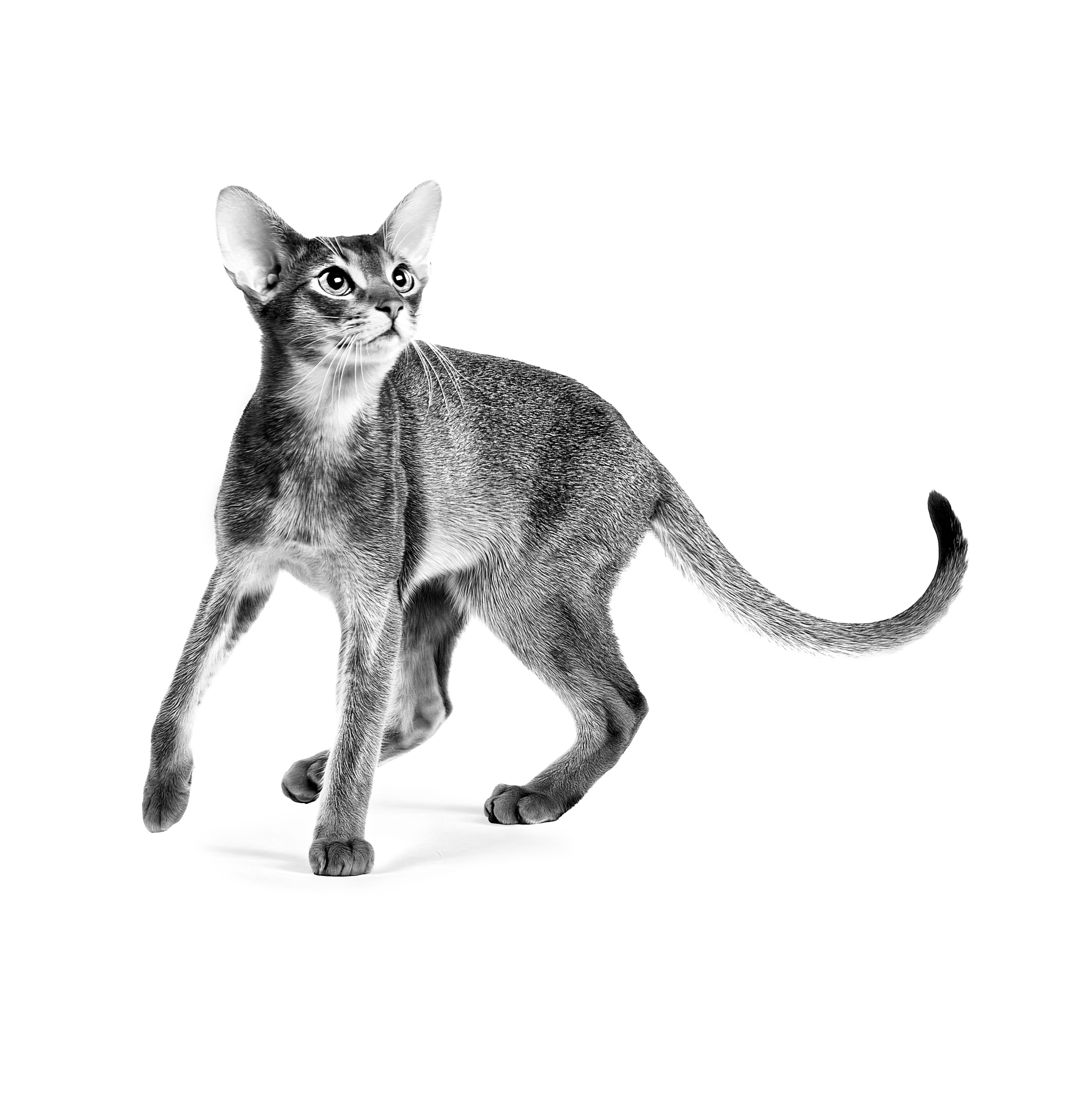 Savor Selective Dry Cat Food