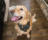 Cody the dog